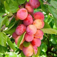 Колоновидные растения