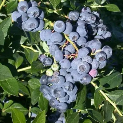 Голубика БОНУС в Перми