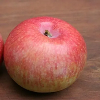 Яблоня КОНФЕТНОЕ в Перми