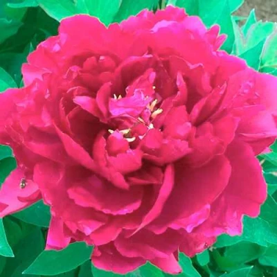 Пион ОСТРОВНОЙ МИНИСТР древовидный в Перми