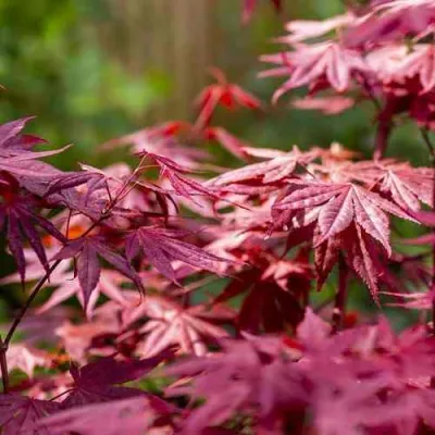 Клен дланевидный АТРОПУРПУРЕУМ в Перми