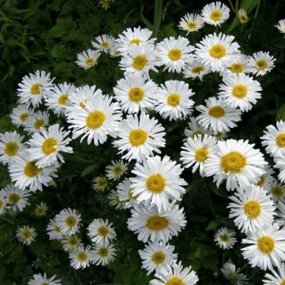 Астра АЛЬБУС альпийская в Перми