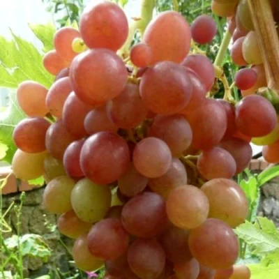 Виноград БЛЕСТЯЩИЙ в Перми