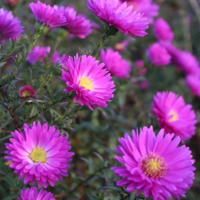 Астра КАРМИНКУППЕЛЬ в Перми