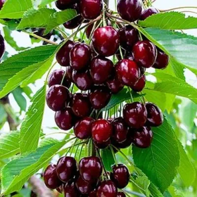 Черешня ОЛЕНЬКА в Перми