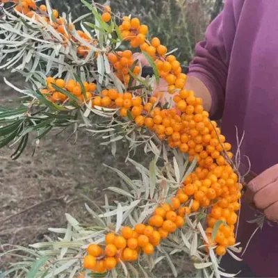 Облепиха ФИНСКАЯ в Перми