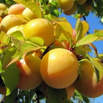 Слива МЕДОВАЯ ЖЁЛТАЯ в Перми