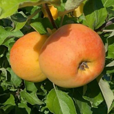 Яблоня АНТОНОВКА ЗОЛОТАЯ в Перми