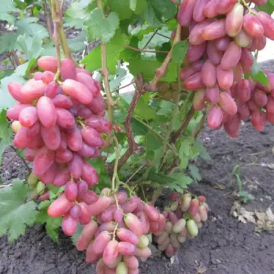 Виноград ЮЛИАН в Перми