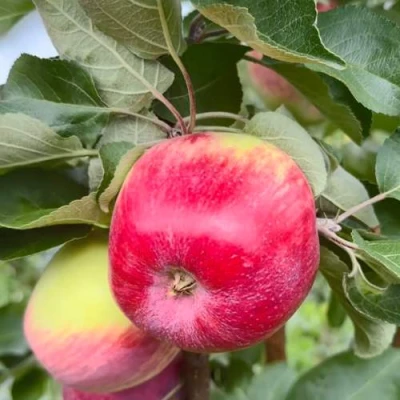 Яблоня АРБАТ колонновидная в Перми