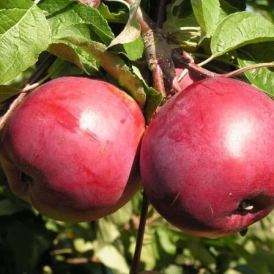 Яблоня ДАРУНАК в Перми