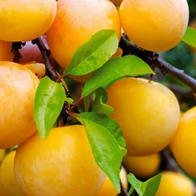 Слива МЕДОВАЯ ЖЁЛТАЯ в Перми