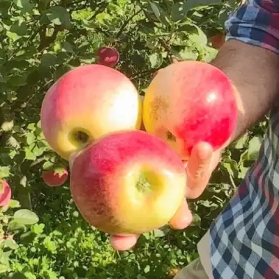 Яблоня КУЛИКОВСКОЕ в Перми
