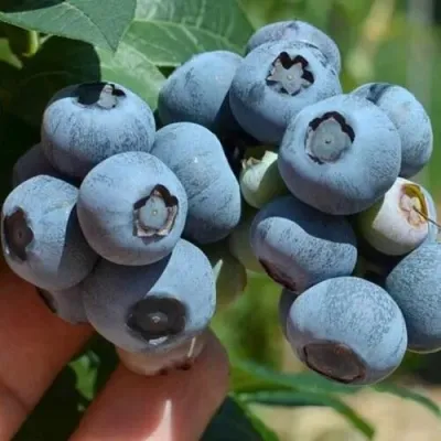 Голубика СИЕРРА в Перми