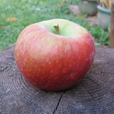 Яблоня Медовый хруст в Перми