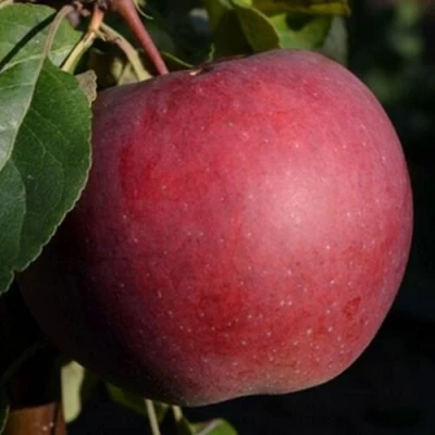 Яблоня БЕЛОРУССКОЕ СЛАДКОЕ в Перми