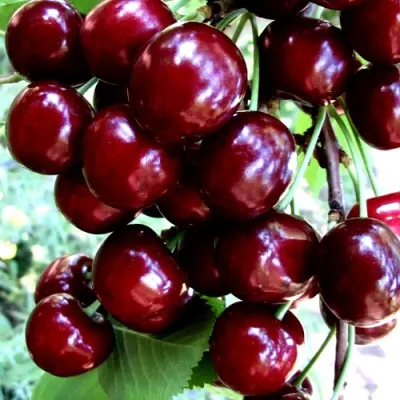 Черешня ОЛЕНЬКА в Перми