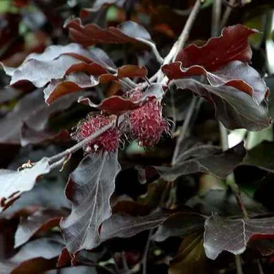 Бук лесной АТРОПУНИЦЕА в Перми