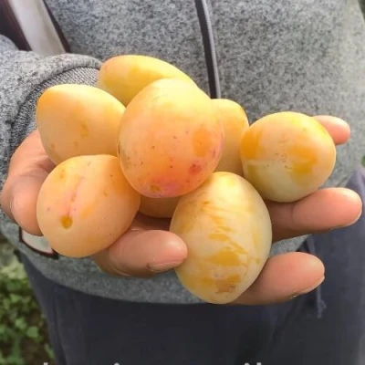 Слива ЯХОНТОВАЯ в Перми