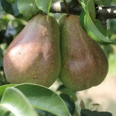 Груша БРЯНСКАЯ КРАСАВИЦА в Перми