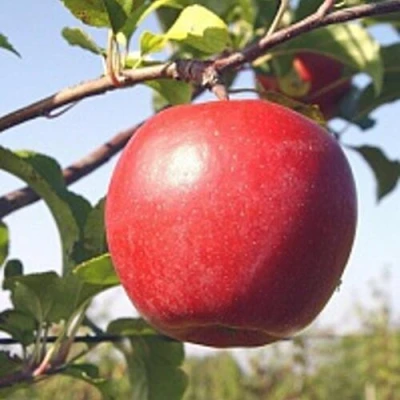 Яблоня ЛИГОЛ в Перми