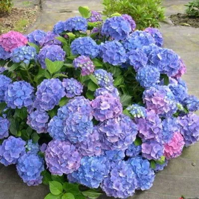 Гортензия БОДЕНСИ крупнолистная в Перми