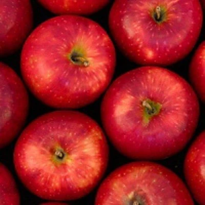 Яблоня Медовый хруст в Перми