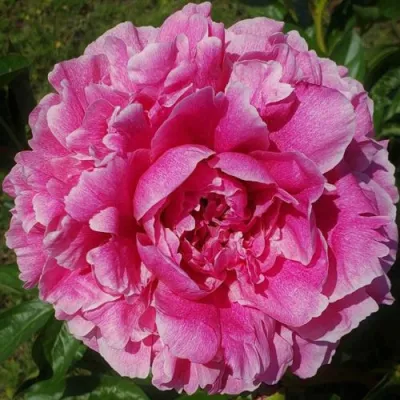 Пион ЗЕ ФОН травянистый в Перми