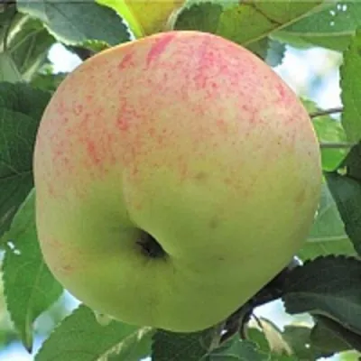 Яблоня ЛЕТНЕЕ СЛАДКОЕ в Перми