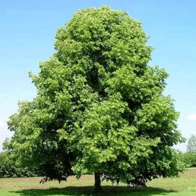 Липа мелколистная в Перми