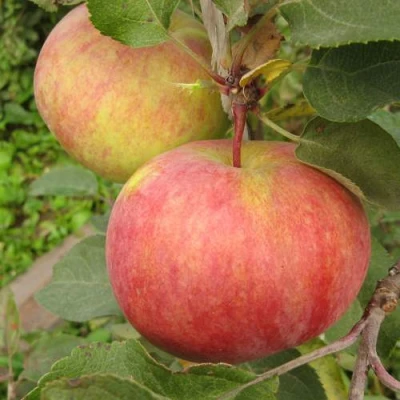 Яблоня ПЕРВОУРАЛЬСКОЕ в Перми