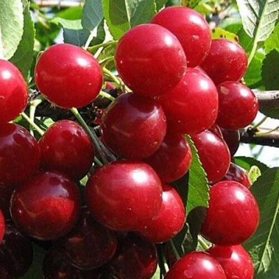 Вишня ГЛУБОКСКАЯ в Перми