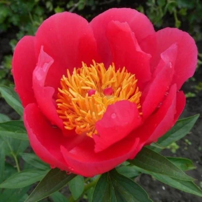 Пион МОСКВА травянистый в Перми