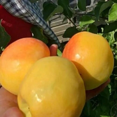 Яблоня АНТОНОВКА ЗОЛОТАЯ в Перми