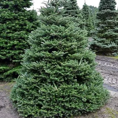 Пихта корейская  в Перми