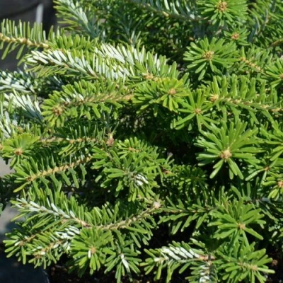 Пихта корейская  в Перми