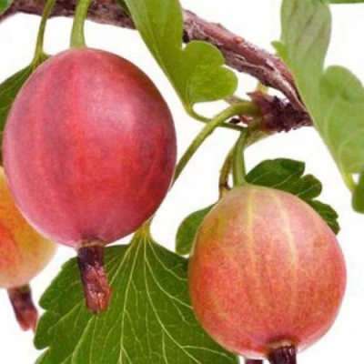 саженцы крыжовника яркий