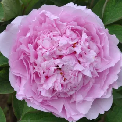 Пион ПРОЗРАЧНАЯ РОСА древовидный в Перми