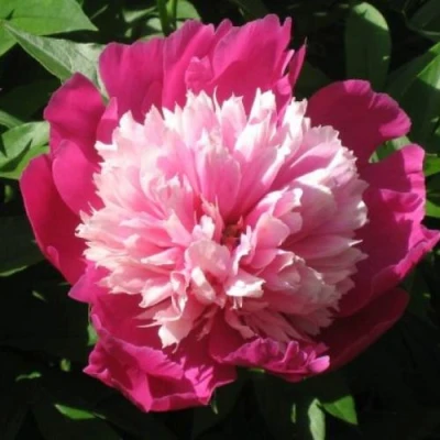 Пион КАПЛЯ РОСЫ травянистый в Перми