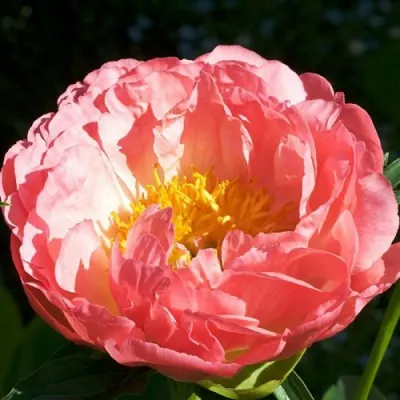 Пион КОРАЛ БИЧ травянистый в Перми