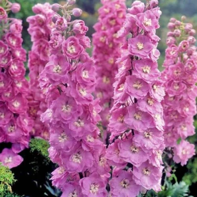 Дельфиниум ДЕЛЬФИС ПИНК ПАУЭ высокий в Перми