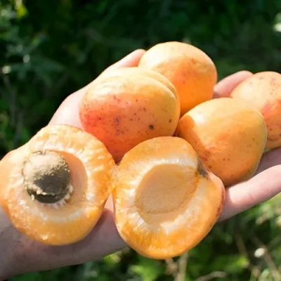 Абрикос ХАРГРАНД в Перми