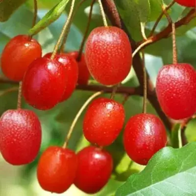 Гуми ТАИСА (ЛОХ МНОГОЦВЕТКОВЫЙ) в Перми