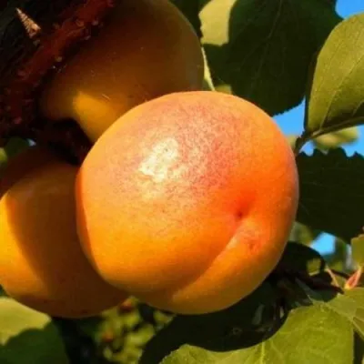 Абрикос СПАДЧЫНА в Перми