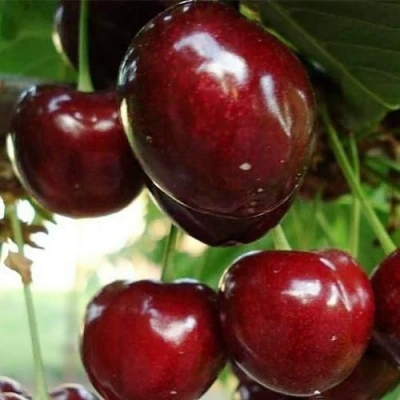 Черешня ЛАПИНС в Перми