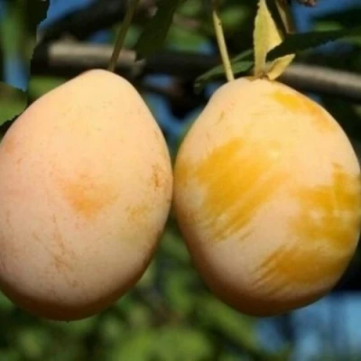 Слива ВАШИНГТОН в Перми