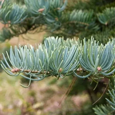 Пихта КОНКОЛОР в Перми