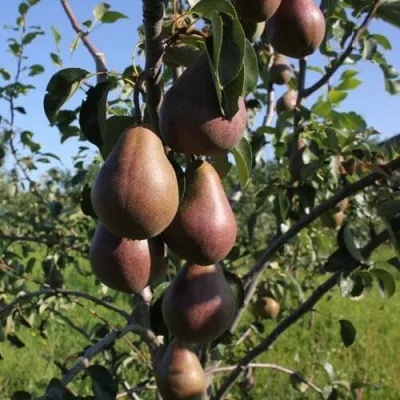 Груша БРЯНСКАЯ КРАСАВИЦА в Перми