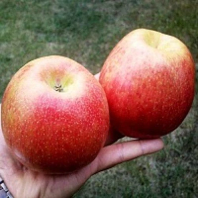 Яблоня Медовый хруст в Перми