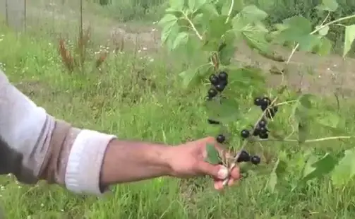 Превью видео